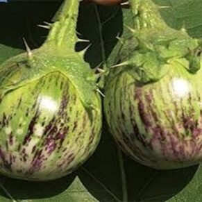 Brinjal / बैंगन / Baigan