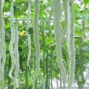 Snake Gourd / पडवळ / Padwal